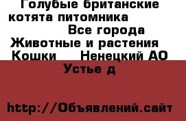 Голубые британские котята питомника Silvery Snow. - Все города Животные и растения » Кошки   . Ненецкий АО,Устье д.